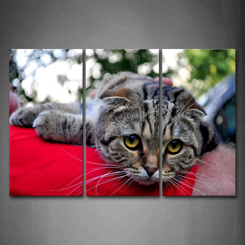 Gray Cat Lie On Red Blanket  Wall Art Painting Pictures Print On Canvas Animal The Picture For Home Modern Decoration 