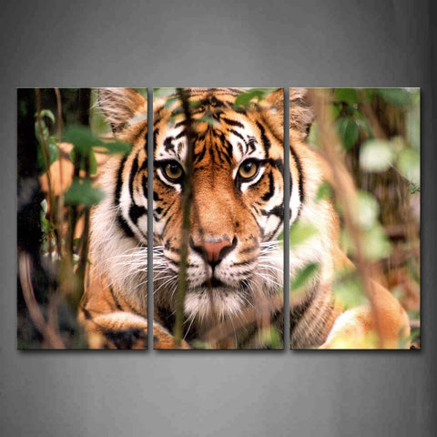 Tiger Hide In Plant Portrait Wall Art Painting Pictures Print On Canvas Animal The Picture For Home Modern Decoration 