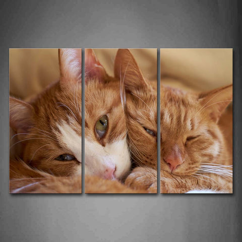 Two Yellow Cats Lie On Blanket Together Wall Art Painting Pictures Print On Canvas Animal The Picture For Home Modern Decoration 