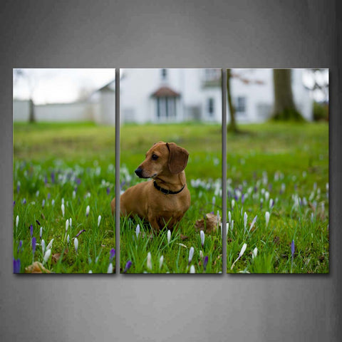 Yellow Dachshund Sit On Purple Anthemy Grass Wall Art Painting Pictures Print On Canvas Animal The Picture For Home Modern Decoration 