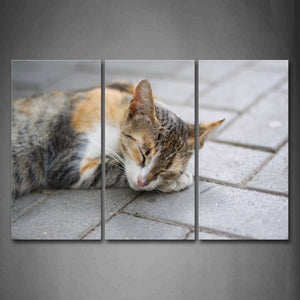 Cat Lie On Road To Sleep Wall Art Painting Pictures Print On Canvas Animal The Picture For Home Modern Decoration 