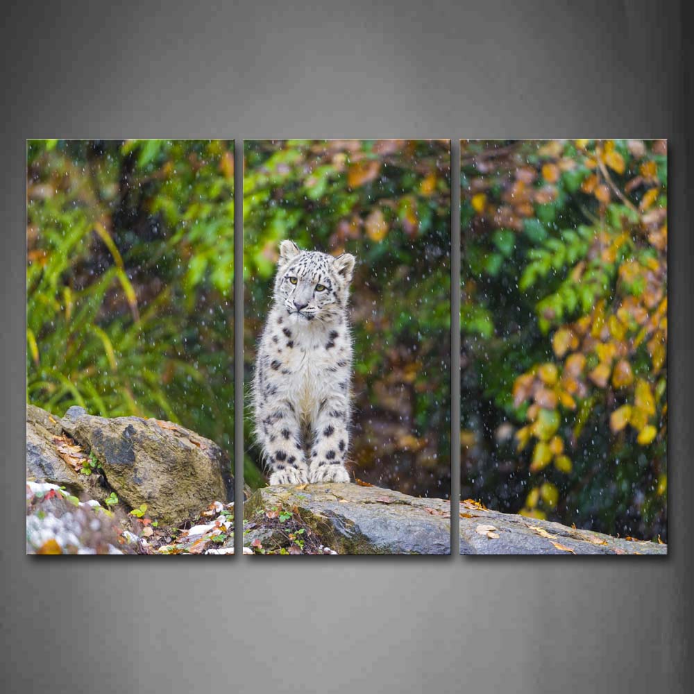 Snow Leopard Sit On Rock Tree Fallen Leafs Snow  Wall Art Painting The Picture Print On Canvas Animal Pictures For Home Decor Decoration Gift 