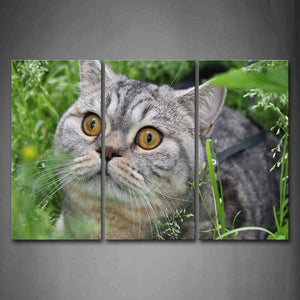 Gray Cat In Grass And Staring Wall Art Painting Pictures Print On Canvas Animal The Picture For Home Modern Decoration 