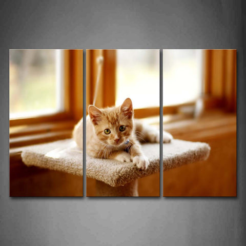 Yellow Cat Lie On Blanket Near Window Wall Art Painting Pictures Print On Canvas Animal The Picture For Home Modern Decoration 