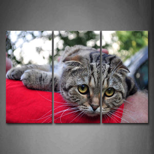 Gray Cat Bend Over On Red Blanket  Wall Art Painting The Picture Print On Canvas Animal Pictures For Home Decor Decoration Gift 