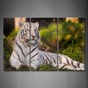 White Tiger Lie On Grass Wall Art Painting Pictures Print On Canvas Animal The Picture For Home Modern Decoration 