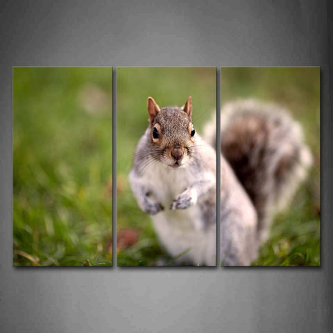 Squirrel Stand On Grassland Wall Art Painting The Picture Print On Canvas Animal Pictures For Home Decor Decoration Gift 