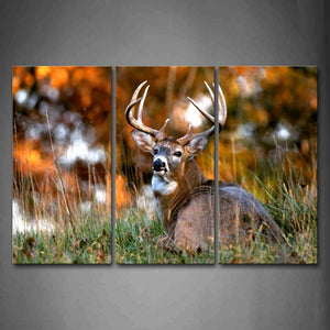 Deer Sit In Thick Grass Look Back Wall Art Painting The Picture Print On Canvas Animal Pictures For Home Decor Decoration Gift 