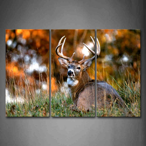 Deer Sit In Thick Grass Look Back Wall Art Painting The Picture Print On Canvas Animal Pictures For Home Decor Decoration Gift 