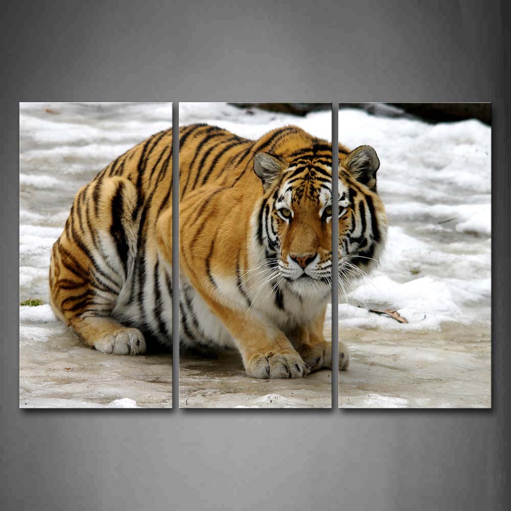 Tiger Crawl On Ice Land Wall Art Painting Pictures Print On Canvas Animal The Picture For Home Modern Decoration 