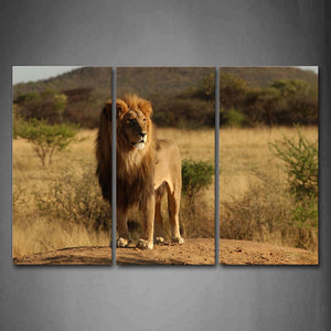 Lion Stand On Mud Land Dry Grassland Trees Wall Art Painting Pictures Print On Canvas Animal The Picture For Home Modern Decoration 