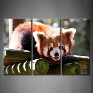 Red Panda Lie On Wood Look Down Wall Art Painting The Picture Print On Canvas Animal Pictures For Home Decor Decoration Gift 