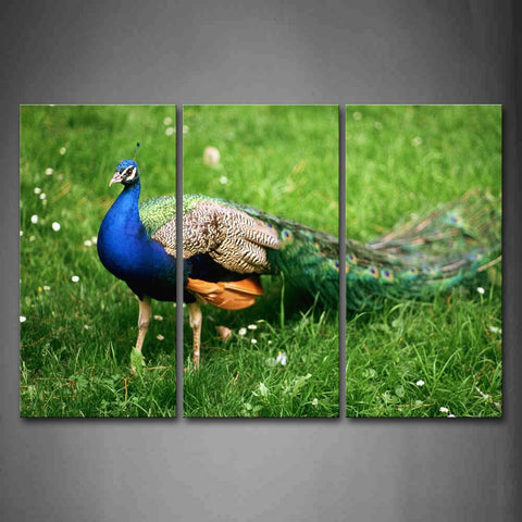 Peacock Stand On Grassland Flower  Wall Art Painting The Picture Print On Canvas Animal Pictures For Home Decor Decoration Gift 