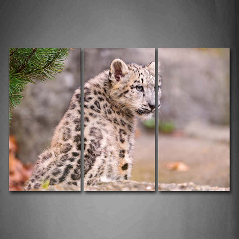 Snow Leopard Sit On Land Leaf Wall Art Painting Pictures Print On Canvas Animal The Picture For Home Modern Decoration 