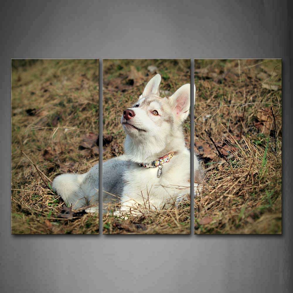 White Husky Sit On Dry Grass Fallen Leafs Wall Art Painting Pictures Print On Canvas Animal The Picture For Home Modern Decoration 