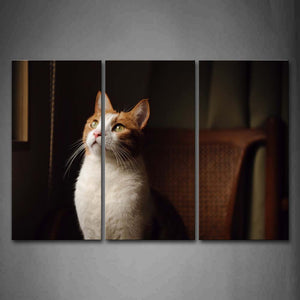 Cat Sit Chair Inside Room Look Up Wall Art Painting Pictures Print On Canvas Animal The Picture For Home Modern Decoration 