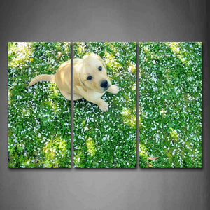 Yellow Dog Look Up At Fallen Flower Sit On Grass Wall Art Painting Pictures Print On Canvas Animal The Picture For Home Modern Decoration 