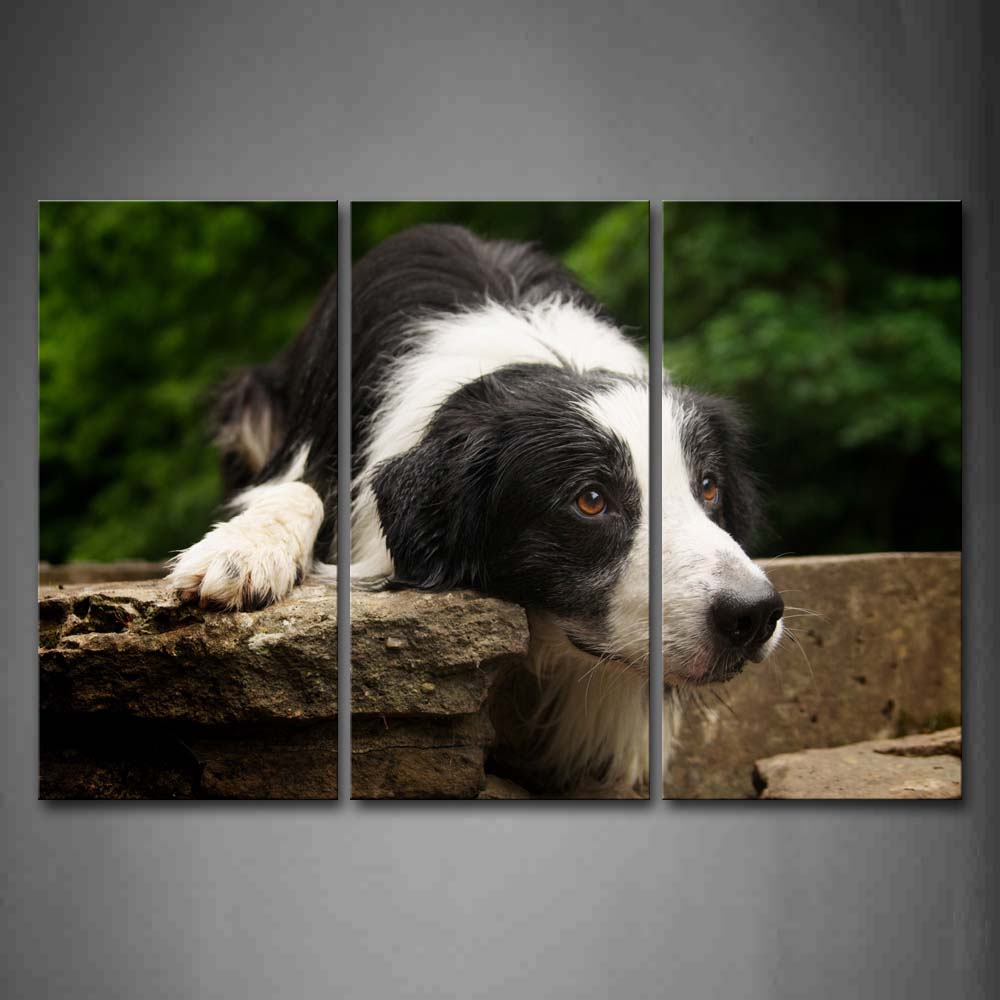 Border Collie Bend Over On Rock Tree Wall Art Painting Pictures Print On Canvas Animal The Picture For Home Modern Decoration 