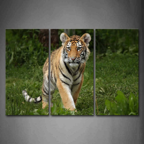 Young Tiger Walk On Grass Plant Wall Art Painting The Picture Print On Canvas Animal Pictures For Home Decor Decoration Gift 