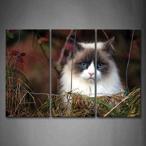 White Cat Sit At Back Of Wire Netting Dry Grass Wall Art Painting Pictures Print On Canvas Animal The Picture For Home Modern Decoration 