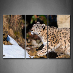 Snow Leopard Stand  On Rock Snow  Wall Art Painting Pictures Print On Canvas Animal The Picture For Home Modern Decoration 