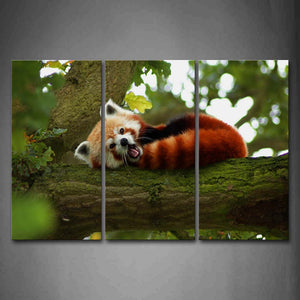 Red Panda Lie On Tree Moss Wall Art Painting Pictures Print On Canvas Animal The Picture For Home Modern Decoration 