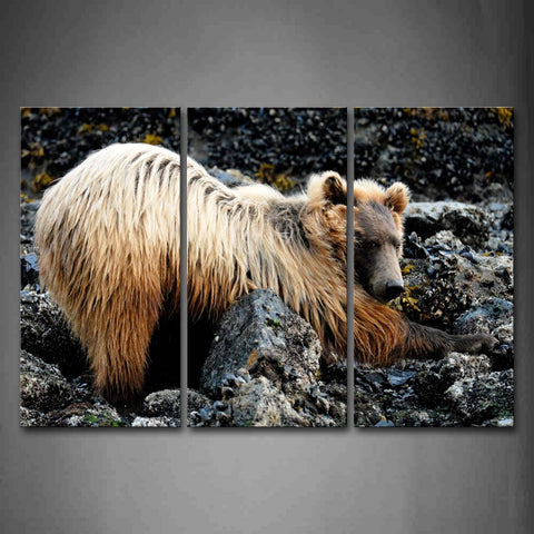 Yellow Bear Bend Over On Stone Wall Art Painting The Picture Print On Canvas Animal Pictures For Home Decor Decoration Gift 