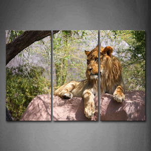 Lion Lie On Rock Under Trees Wall Art Painting Pictures Print On Canvas Animal The Picture For Home Modern Decoration 