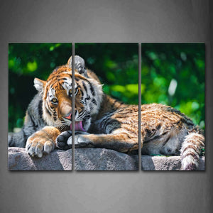 Tiger Lie On Rock Lick Foot Tree Wall Art Painting Pictures Print On Canvas Animal The Picture For Home Modern Decoration 