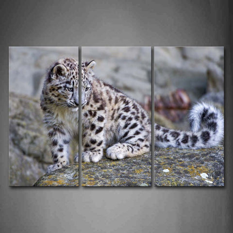 Young Snow Leopard Look At On Rock  Wall Art Painting Pictures Print On Canvas Animal The Picture For Home Modern Decoration 
