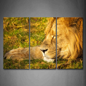 Lion Lie On Grass Head Wall Art Painting Pictures Print On Canvas Animal The Picture For Home Modern Decoration 