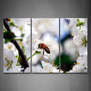 Bee Stop On White Flower To Gather Honey Wall Art Painting The Picture Print On Canvas Animal Pictures For Home Decor Decoration Gift 