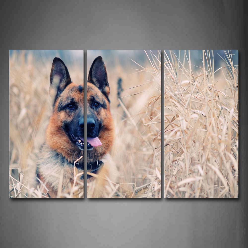 German Shepherd In Dry Thick Grass Wall Art Painting Pictures Print On Canvas Animal The Picture For Home Modern Decoration 