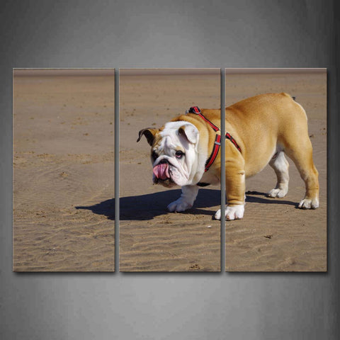 Bulldog Stand On Sandland Wall Art Painting Pictures Print On Canvas Animal The Picture For Home Modern Decoration 