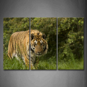 Tiger Walk On Grass Thick Tree Wall Art Painting The Picture Print On Canvas Animal Pictures For Home Decor Decoration Gift 