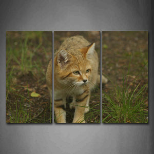 Sand Cat Walk On Mud Land Grass Wall Art Painting The Picture Print On Canvas Animal Pictures For Home Decor Decoration Gift 