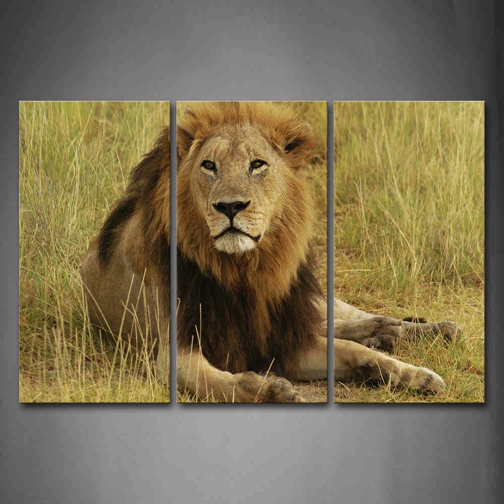 Lion Sit In Dry Grass Wall Art Painting Pictures Print On Canvas Animal The Picture For Home Modern Decoration 