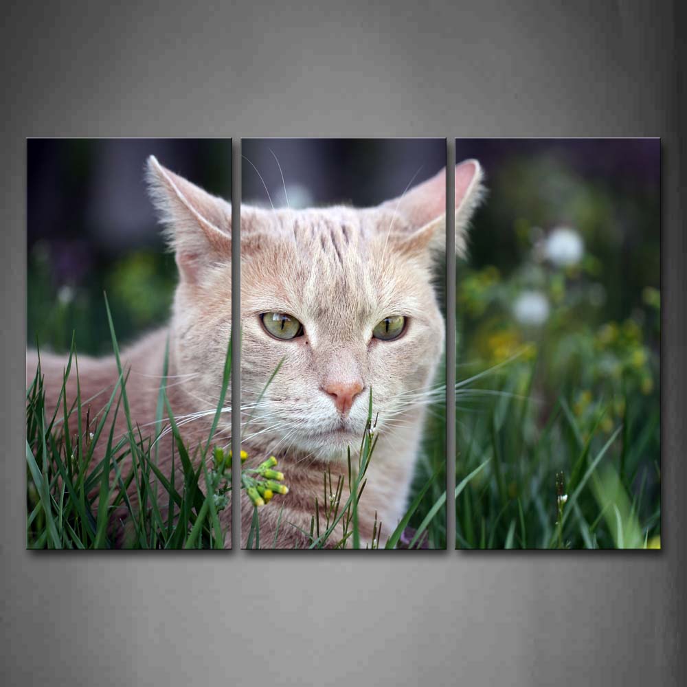 Yellow Cat In Green Grass Yellow Flower Wall Art Painting Pictures Print On Canvas Animal The Picture For Home Modern Decoration 