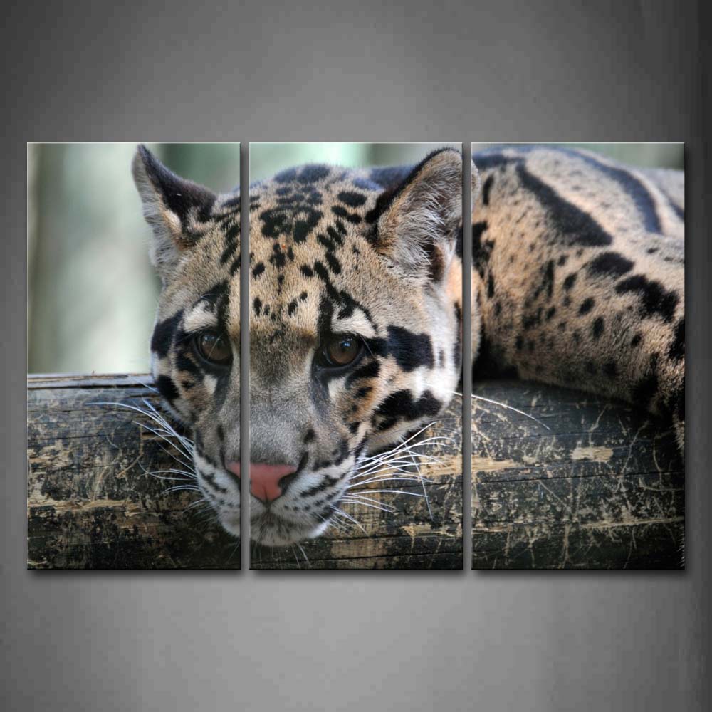 Ocelot Bend Over On Wood  Wall Art Painting Pictures Print On Canvas Animal The Picture For Home Modern Decoration 