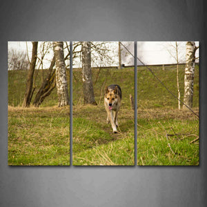 German Shepherd Walk On Lawn Near Trees  Wall Art Painting The Picture Print On Canvas Animal Pictures For Home Decor Decoration Gift 