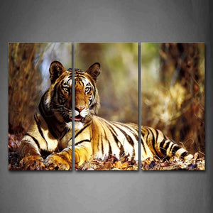 Tiger Lie On Fallen Leafs  Wall Art Painting Pictures Print On Canvas Animal The Picture For Home Modern Decoration 