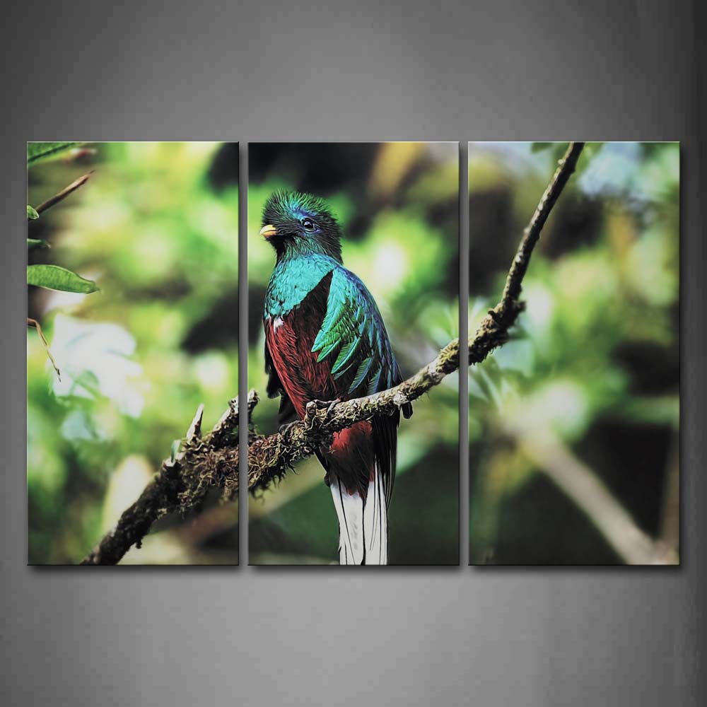 Quetzal Stand On Rotten Branch  Wall Art Painting Pictures Print On Canvas Animal The Picture For Home Modern Decoration 