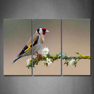 Colorful Bird Stand On Branch White Flower Moss Wall Art Painting Pictures Print On Canvas Animal The Picture For Home Modern Decoration 