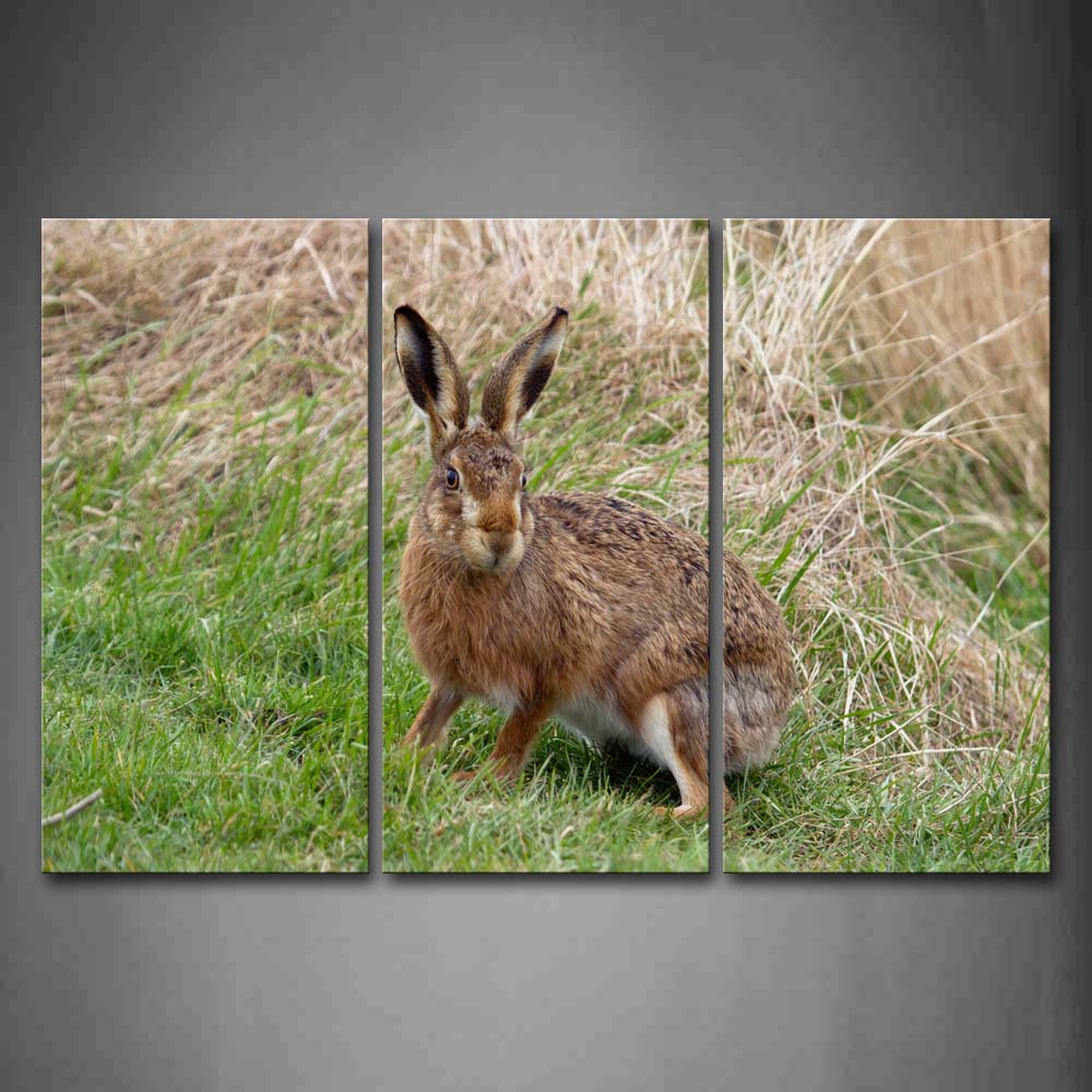 Hare Stand On Green Grass Dry Grass Wall Art Painting The Picture Print On Canvas Animal Pictures For Home Decor Decoration Gift 