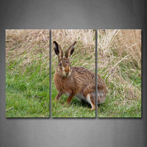 Hare Stand On Green Grass Dry Grass Wall Art Painting The Picture Print On Canvas Animal Pictures For Home Decor Decoration Gift 