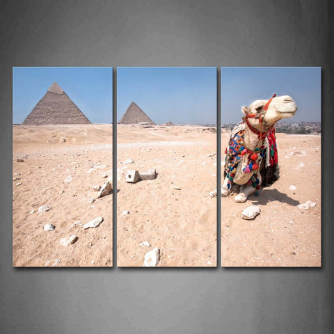 Camel Sear Cloth Sit On Sand Land Near Pyramid Wall Art Painting Pictures Print On Canvas Animal The Picture For Home Modern Decoration 