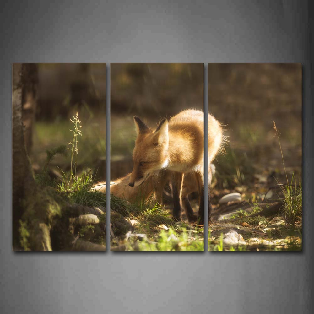 Yellow Fox Stand Near A Trunk Grass Wall Art Painting Pictures Print On Canvas Animal The Picture For Home Modern Decoration 