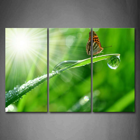 Butterfly Stop On Green Grass Drop Of Water Sun Bright Wall Art Painting Pictures Print On Canvas Animal The Picture For Home Modern Decoration 