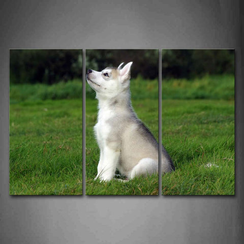 Husky Sit On Lawn Look Up Wall Art Painting The Picture Print On Canvas Animal Pictures For Home Decor Decoration Gift 