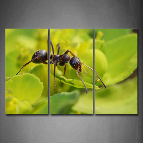 Ant Crawl On Leaf Wall Art Painting Pictures Print On Canvas Animal The Picture For Home Modern Decoration 